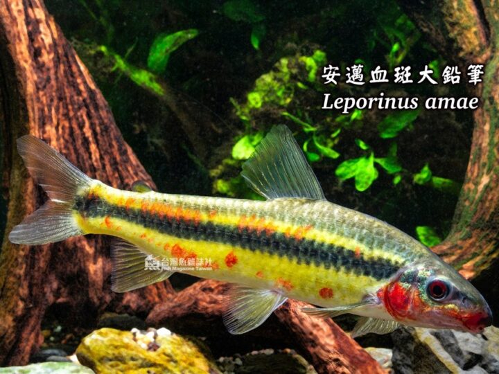 Peixe Boca de moça (Leporinus amae)