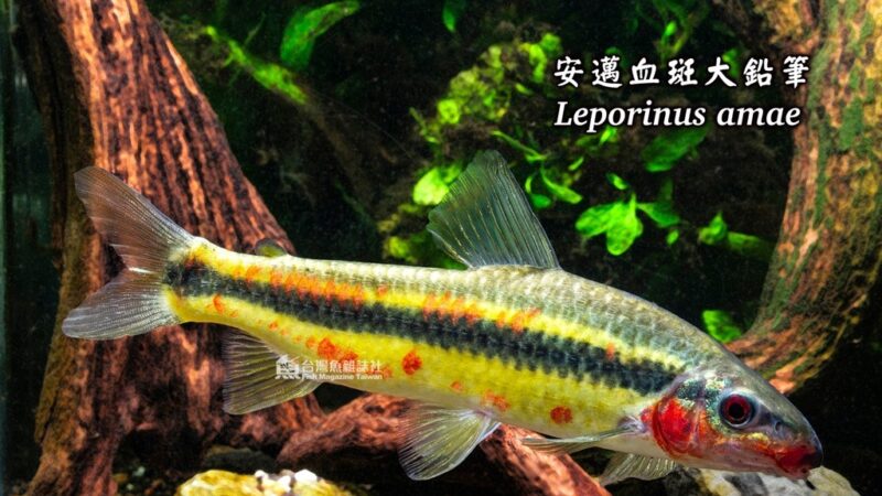 Peixe Boca de moça (Leporinus amae)
