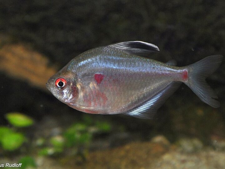 Spotfin tetra (Megalamphodus socolofi) | Ficha técnica