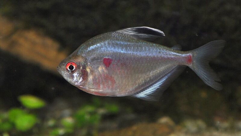 Spotfin tetra (Megalamphodus socolofi) | Ficha técnica