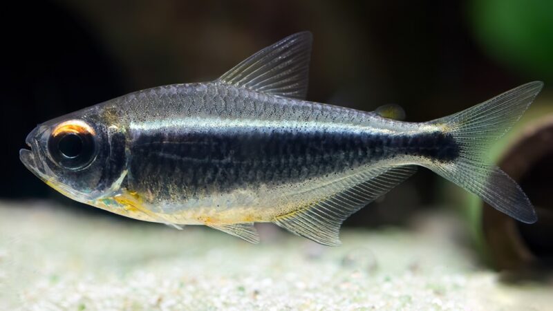 Tetra Neon Negro Xingu (Moenkhausia heikoi) | Ficha técnica