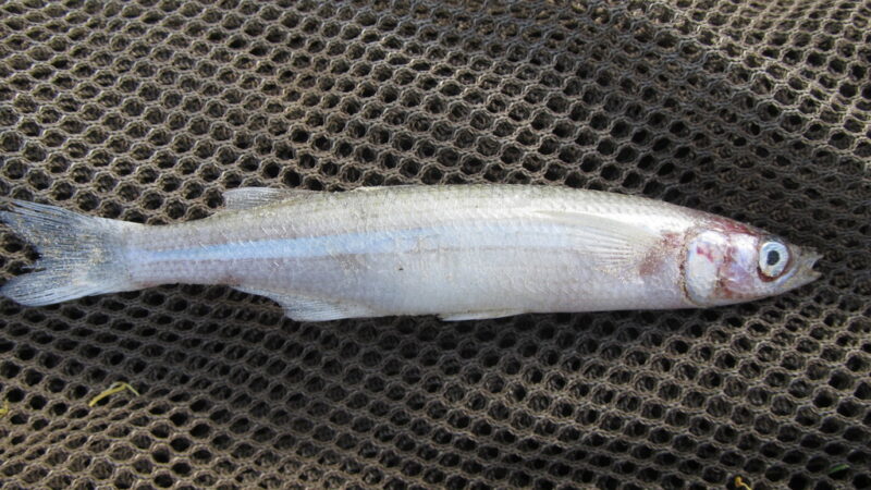 Peixe Rei, Silverside (Odontesthes mirinensis)