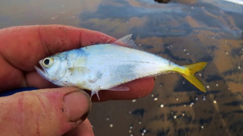 Tibiro Amarelo, Guaivira (Oligoplites palometa)