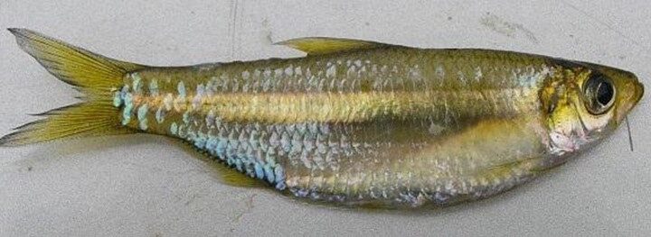 Sardinha (Platanichthys platana)