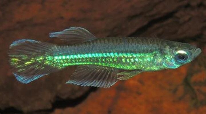 Emerald Green Lampeye (Poropanchax luxophthalmus)