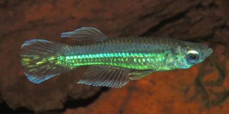 Emerald Green Lampeye (Poropanchax luxophthalmus)
