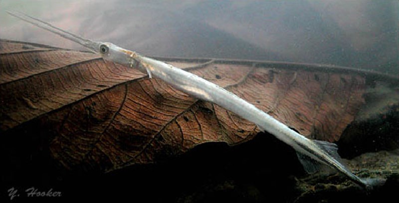 Peixe Agulha (Pseudotylosurus angusticeps)