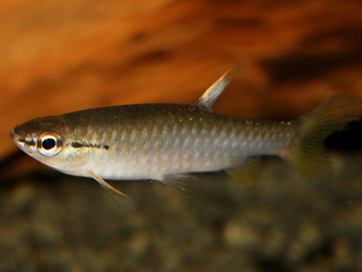 Peixe Charutinho (Pyrrhulina filamentosa) | Ficha técnica