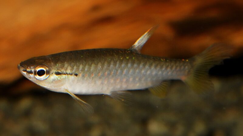 Peixe Charutinho (Pyrrhulina filamentosa) | Ficha técnica