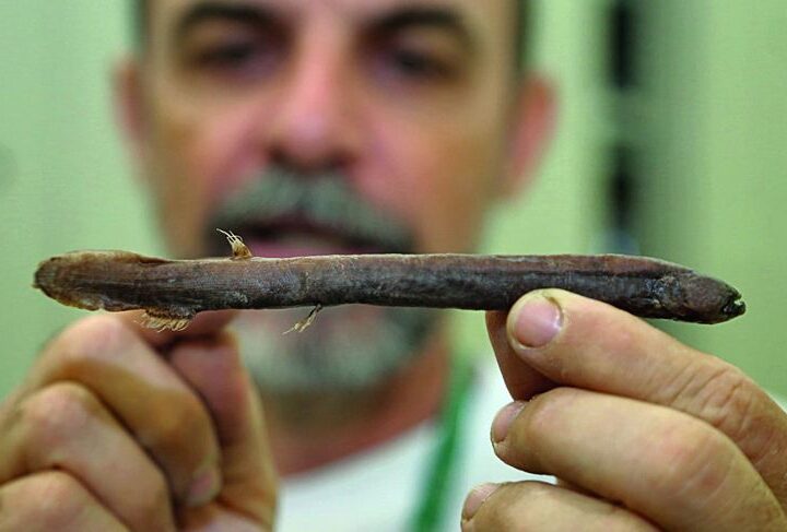 Tarumã Mirim (Tarumania walkerae)