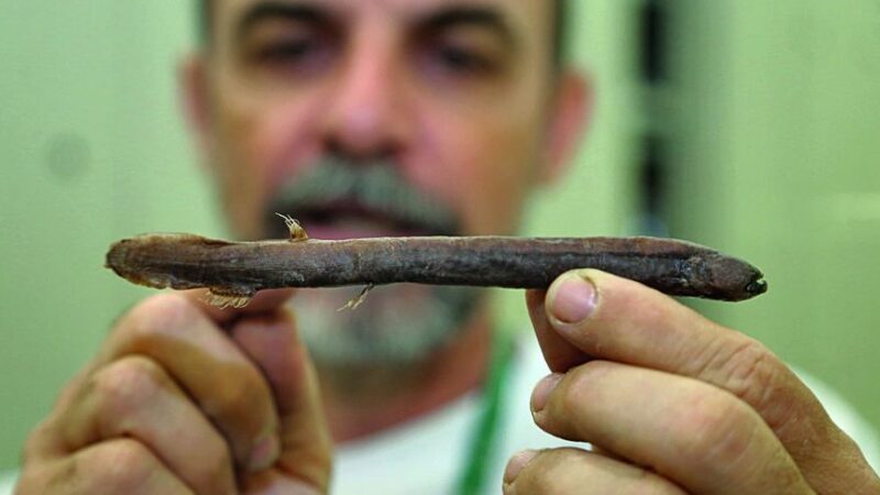 Tarumã Mirim (Tarumania walkerae)