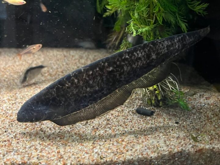 Ituí Fantasma (Adontosternarchus nebulosus) | Ficha técnica