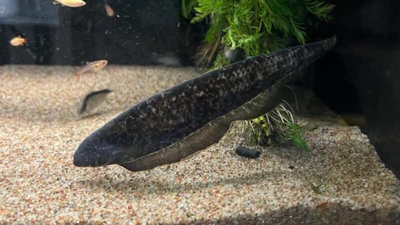Ituí Fantasma (Adontosternarchus nebulosus) | Ficha técnica