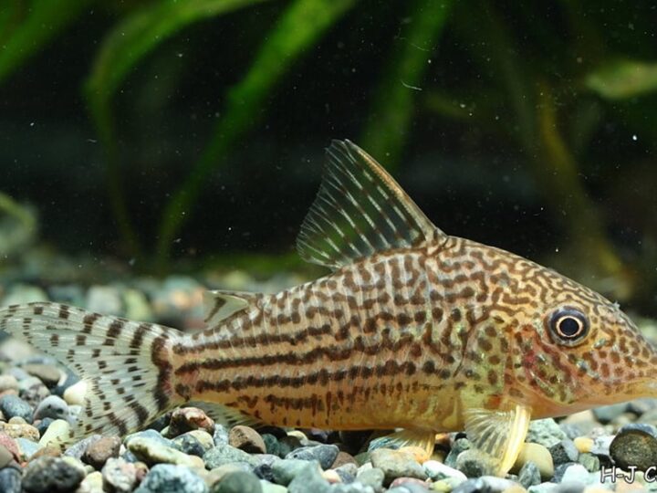 Corydora Mosaico (Brochis haraldschultzi) – Ficha técnica