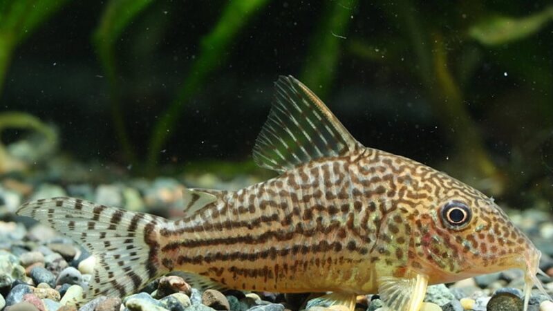 Corydora Mosaico (Brochis haraldschultzi) – Ficha técnica