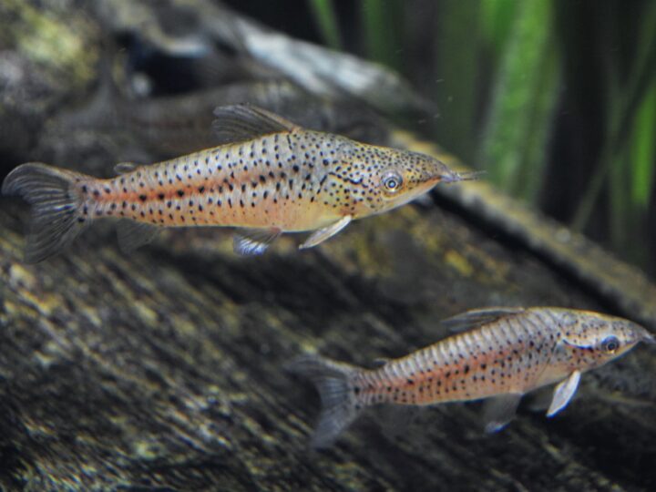Dianema, Porthole catfish (Dianema longibarbis) – Ficha técnica