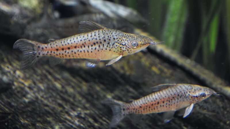 Dianema, Porthole catfish (Dianema longibarbis) – Ficha técnica