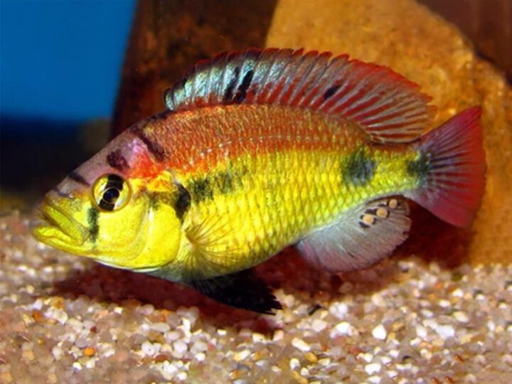 Yellow Belly Cichlid (Haplochromis aeneocolor)