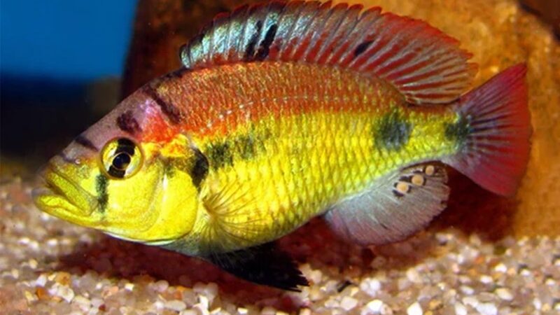 Yellow Belly Cichlid (Haplochromis aeneocolor)