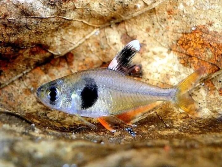 Tetra Takasei (Hyphessobrycon takasei) | Ficha técnica
