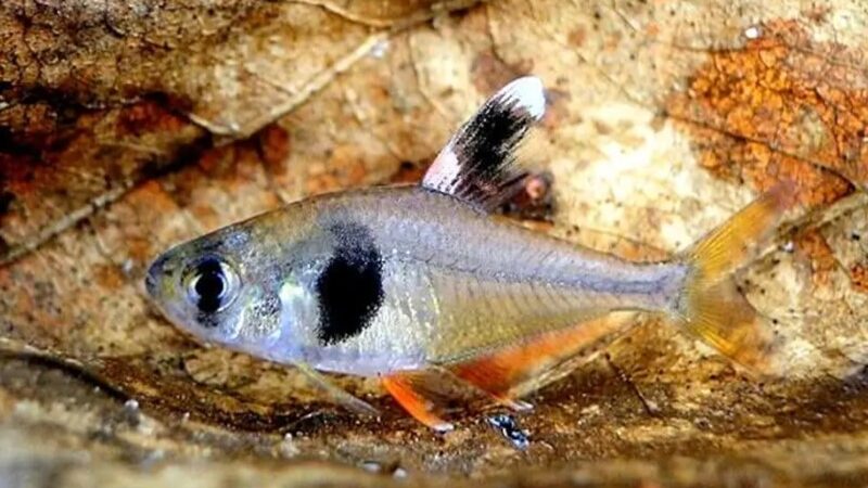Tetra Takasei (Hyphessobrycon takasei) | Ficha técnica