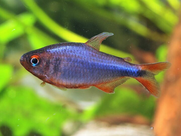 Tetra Arco Íris Vermelho (Hyphessobrycon wadai) | Ficha técnica