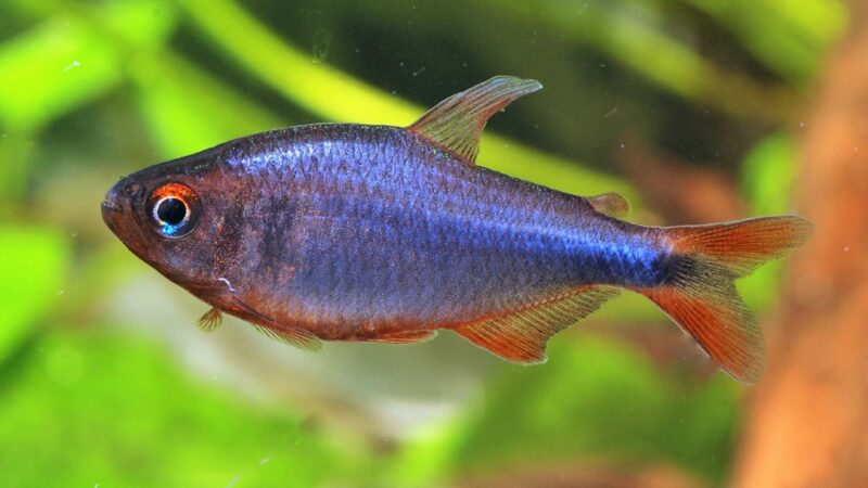 Tetra Arco Íris Vermelho (Hyphessobrycon wadai) | Ficha técnica