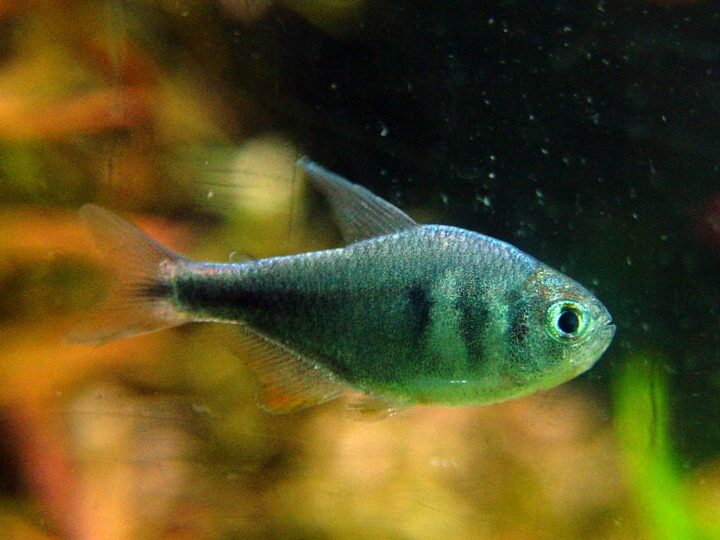 Tetra Blue Steel (Hyphessobrycon weitzmanorum) | Ficha Técnica