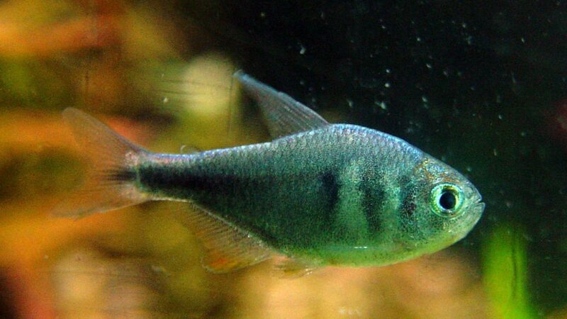Tetra Blue Steel (Hyphessobrycon weitzmanorum) | Ficha Técnica