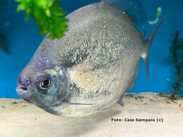 Pacu Tietê (Myloplus tiete)