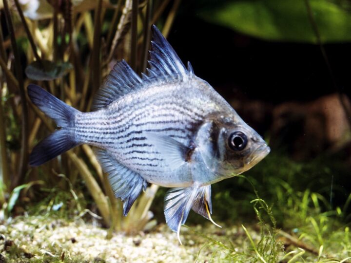 Peixe Vidro Gigante (Parambassis gulliveri) | Ficha técnica