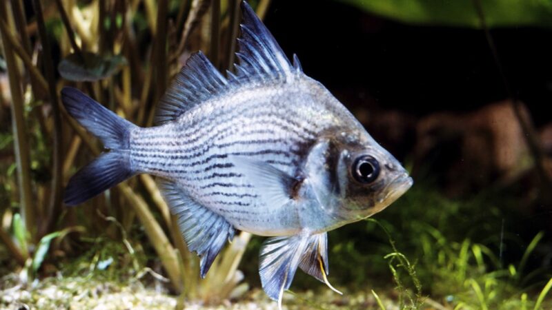 Peixe Vidro Gigante (Parambassis gulliveri) | Ficha técnica