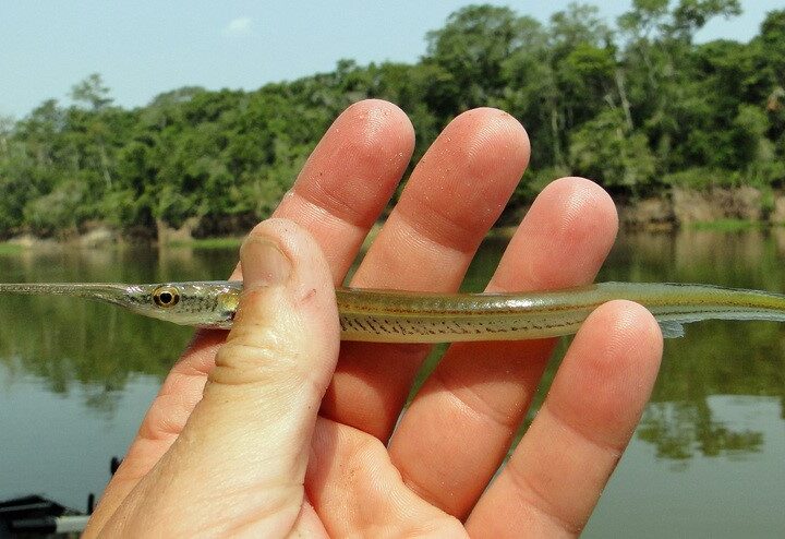 Peixe Agulha (Potamorrhaphis eigenmanni) – Ficha técnica
