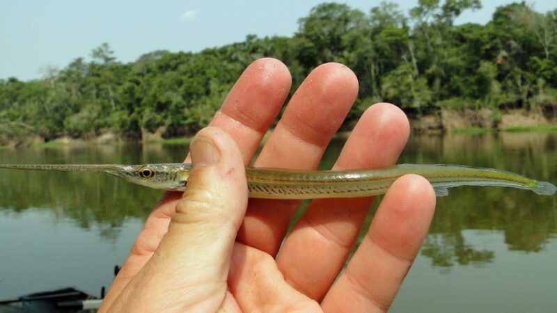 Peixe Agulha (Potamorrhaphis eigenmanni) – Ficha técnica