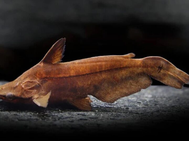 Bagre Folha (Tetranematichthys wallacei) | Ficha técnica