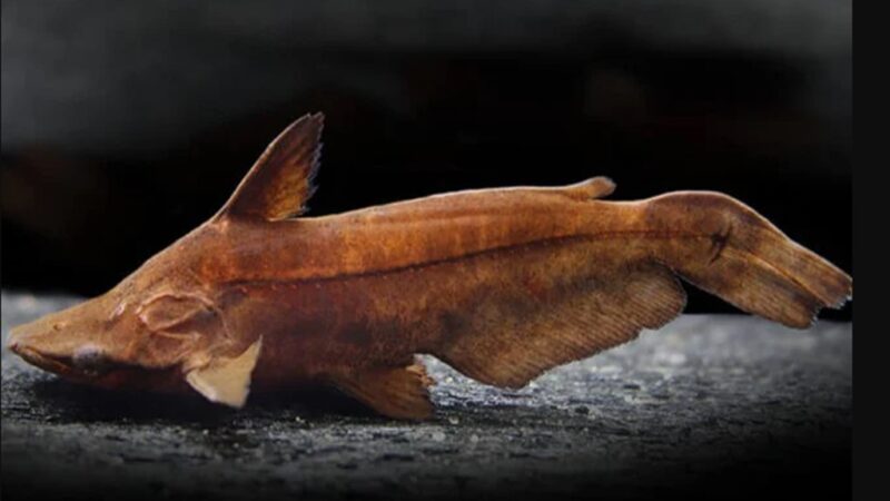 Bagre Folha (Tetranematichthys wallacei) | Ficha técnica
