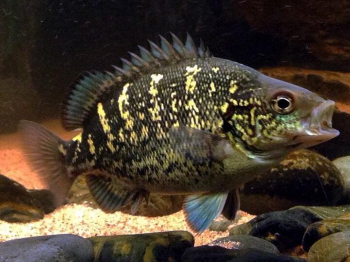Coal grunter, Black grunter (Hephaestus carbo) | Ficha técnica