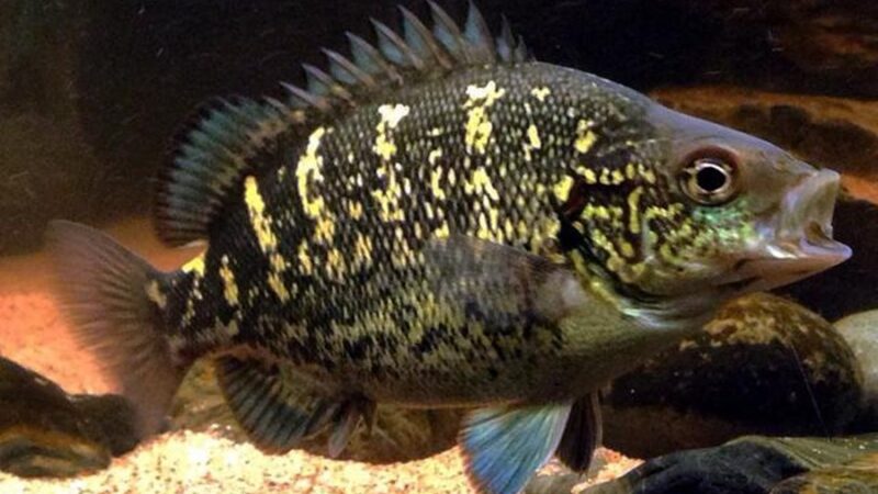 Coal grunter, Black grunter (Hephaestus carbo) | Ficha técnica