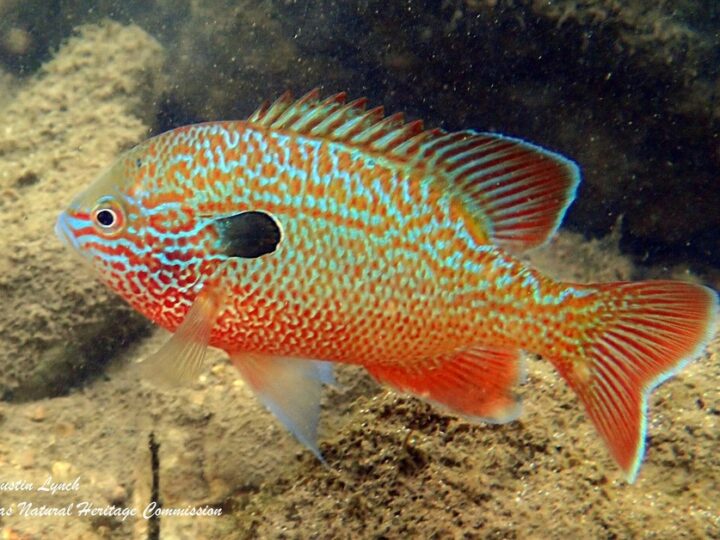 Peixe Sol de Orelha Grande (Lepomis megalotis) | Ficha técnica