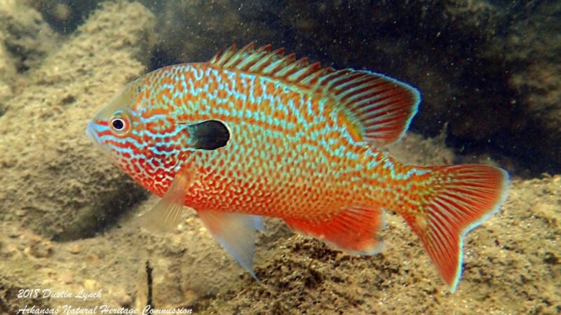 Peixe Sol de Orelha Grande (Lepomis megalotis) | Ficha técnica