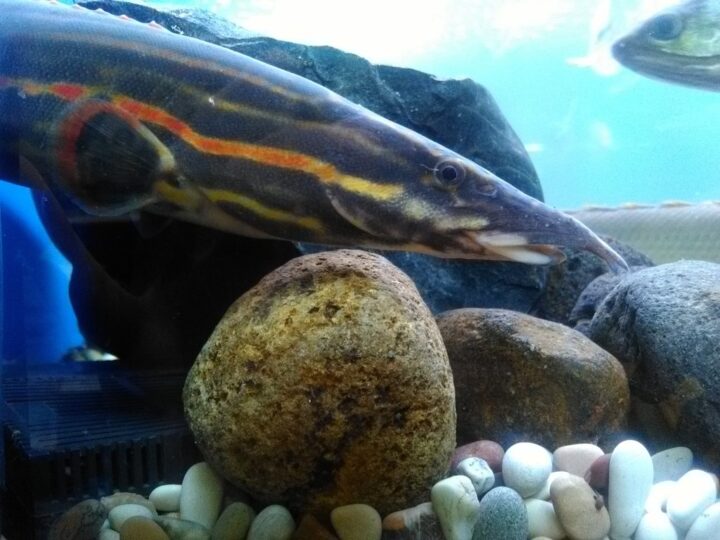 Moreia de Fogo, Fire eel (Mastacembelus erythrotaenia) | Ficha técnica