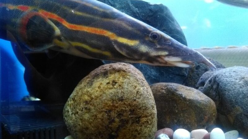Moreia de Fogo, Fire eel (Mastacembelus erythrotaenia) | Ficha técnica