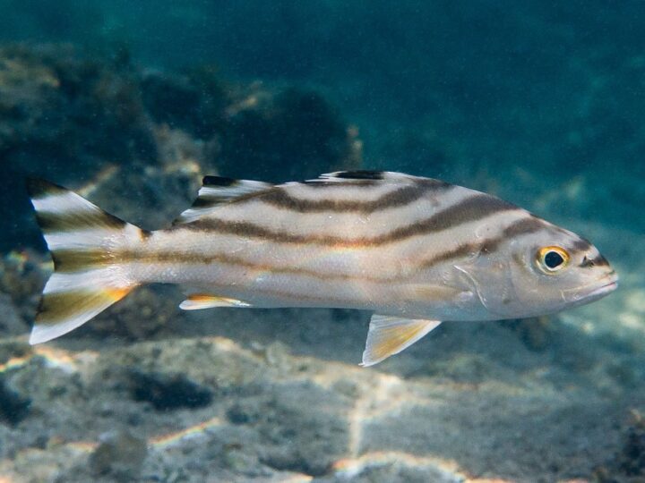 Perca Tigre, Tiger perch (Terapon jarbua) | Ficha técnica