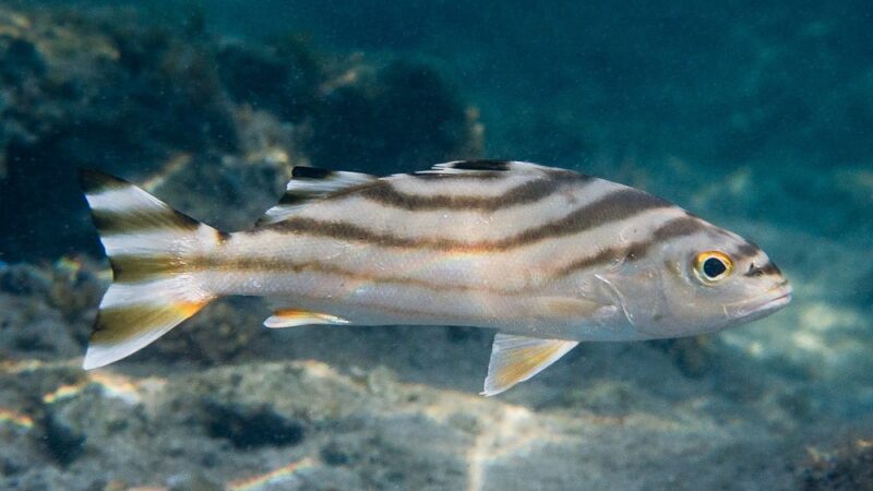 Perca Tigre, Tiger perch (Terapon jarbua) | Ficha técnica