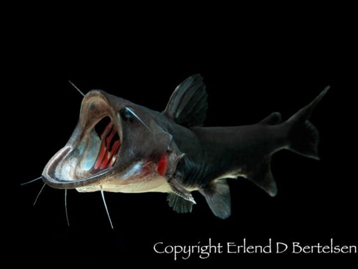 Bagre Sapo, Gulper catfish (Asterophysus batrachus) | Ficha técnica
