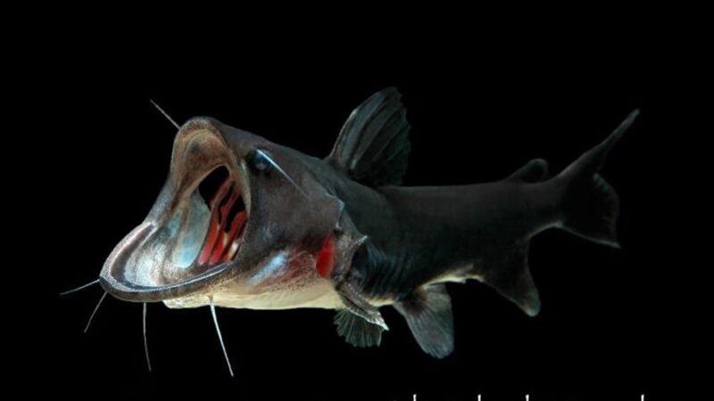 Bagre Sapo, Gulper catfish (Asterophysus batrachus) | Ficha técnica