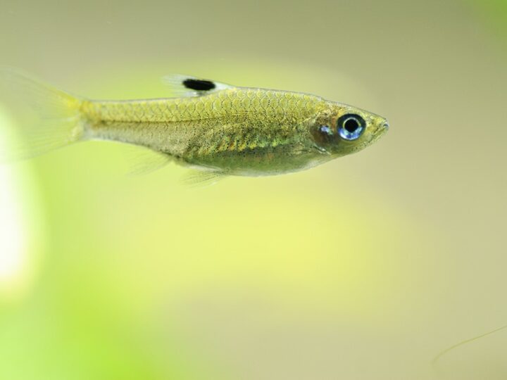 Rasbora Esmeralda, Eyespot rasbora (Brevibora dorsiocellata) | Ficha técnica