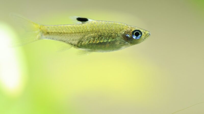 Rasbora Esmeralda, Eyespot rasbora (Brevibora dorsiocellata) | Ficha técnica