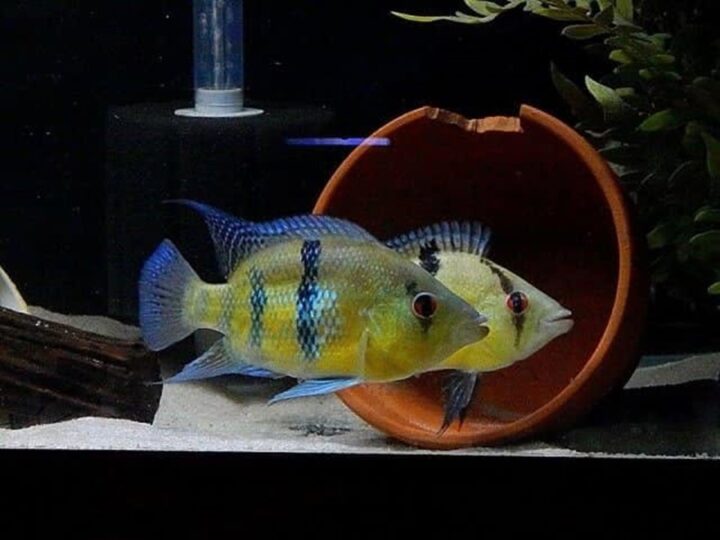 Myers cichlid (Caquetaia myersi) | Ficha técnica