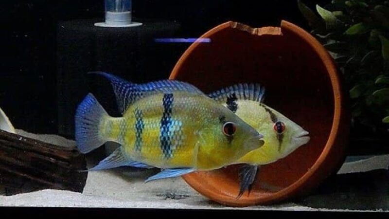 Myers cichlid (Caquetaia myersi) | Ficha técnica